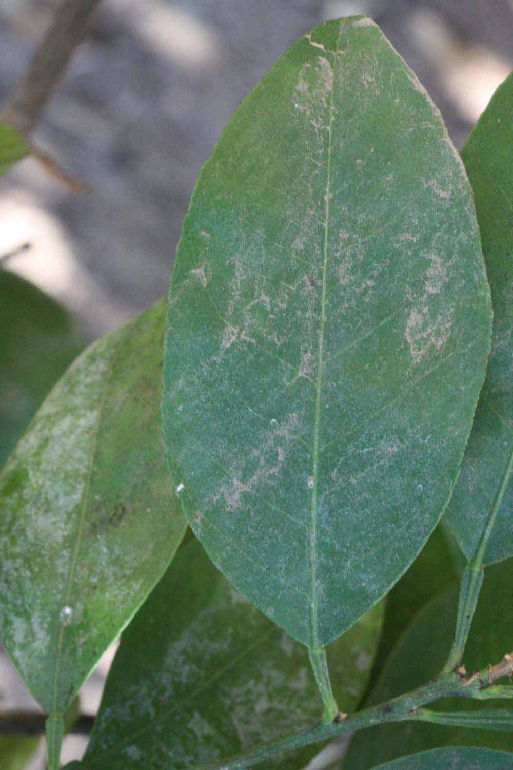              Unifoliolate leaf (Riverside, CA)       